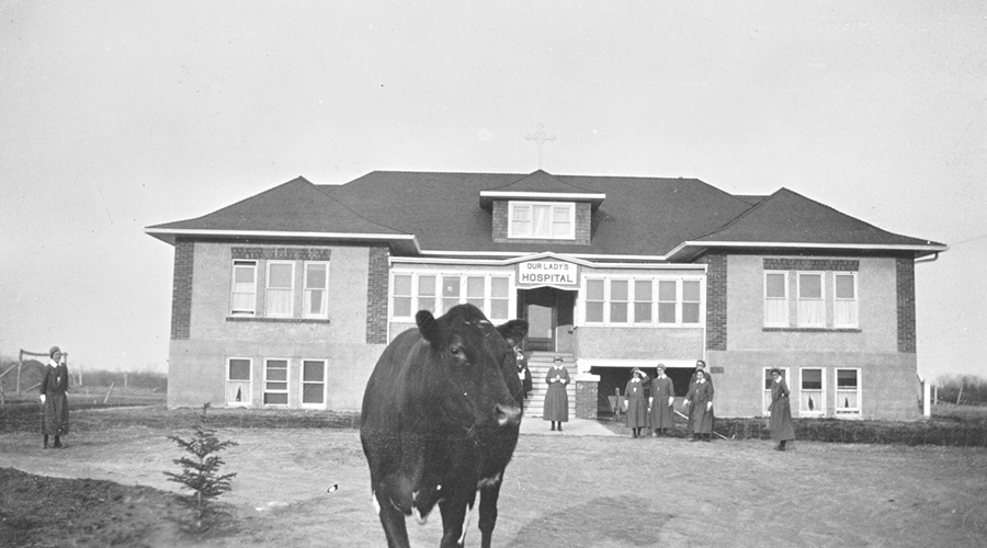 A cow in front of the Vilna hospital